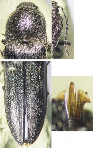 Cidnopus pilosus