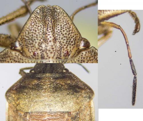 Eurygaster testudinaria