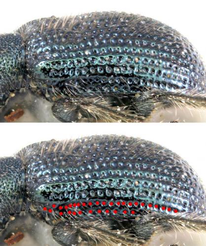 Réf. 118 467 : Neocoenorrhinus interpunctatus