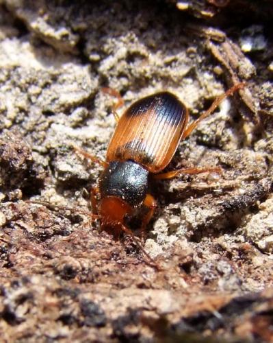 Réf. 118 161 : Diachromus germanus