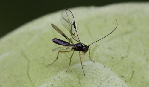 Réf. 118 229 : Alysiinae inconnu