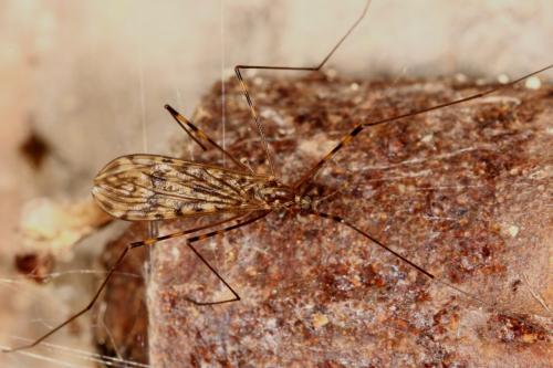 Limonia nubeculosa