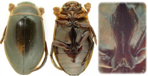 Réf. 118 244 : Dytiscus marginalis
