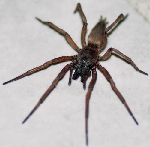 Réf. 118 558 : Drassodes sp.