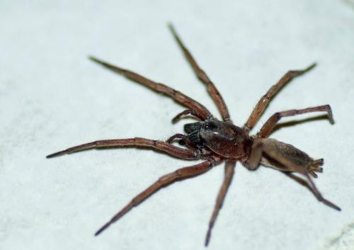 Réf. 118 450 : Drassodes sp.