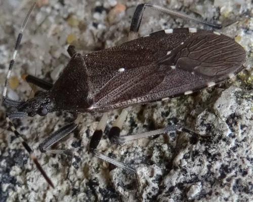 Dicranocephalus agilis