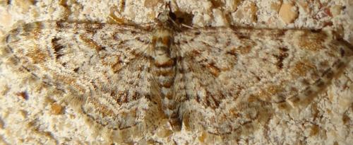Réf. 118 350 : Gymnoscelis rufifasciata
