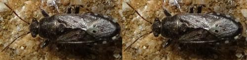 Heterogaster urticae