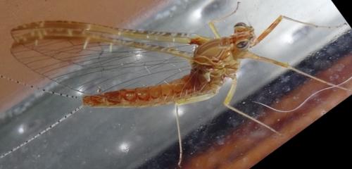 Réf. 118 059 : Cloeon dipterum