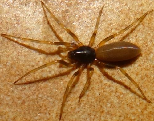 Harpactea hombergi