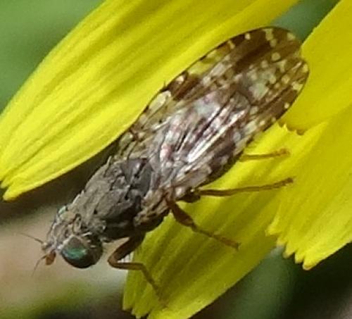 Tephritis vespertina