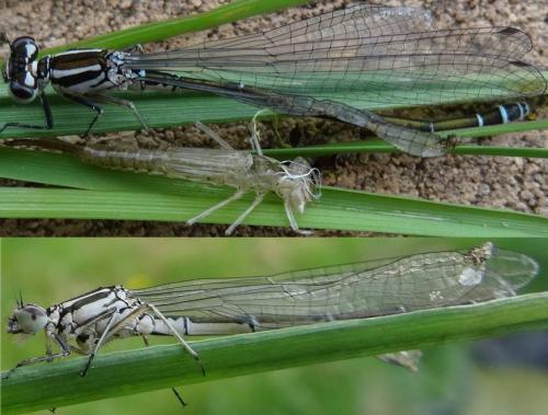 Coenagrion puella
