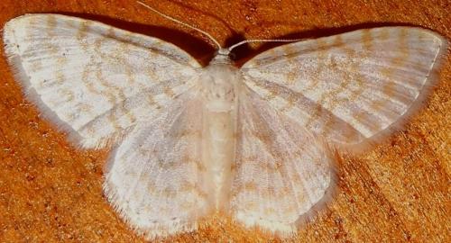 Réf. 118 348 : Asthena albulata