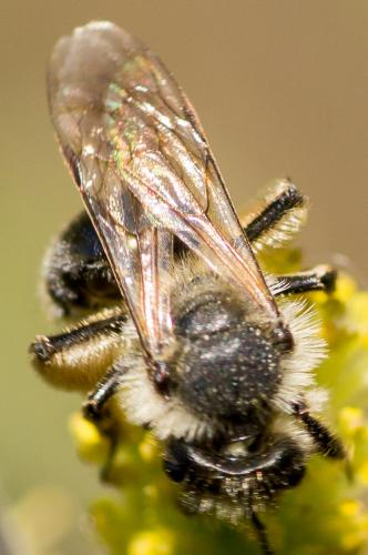 Andrena sp.