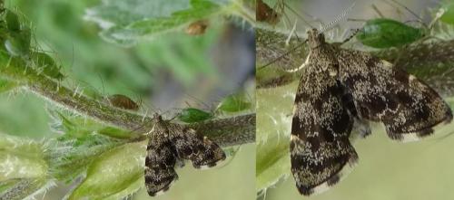 Anthophila fabriciana
