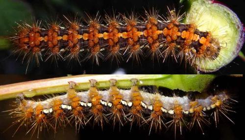 Euplagia quadripunctaria
