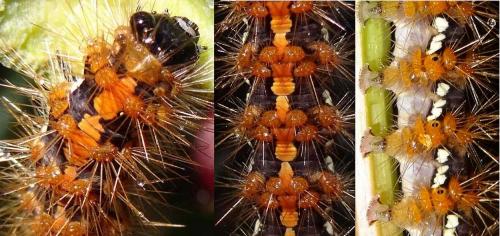 Euplagia quadripunctaria