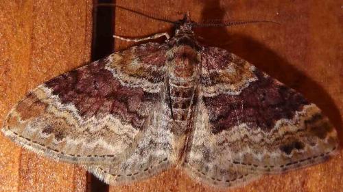 Réf. 118 792 : Xanthorhoe sp.