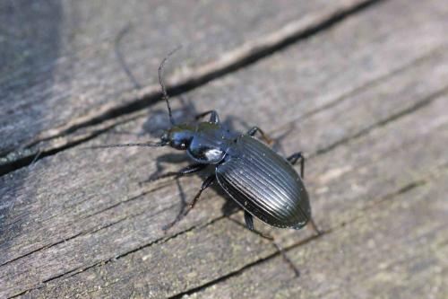 Réf. 118 014 : Agonum sp.