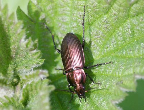 Réf. 118 162 : Poecilus cupreus
