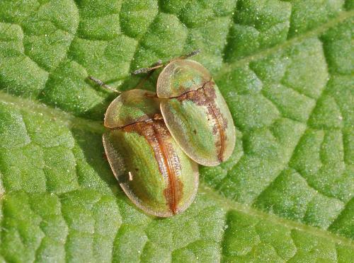 Réf. 118 102 : Cassida sp.