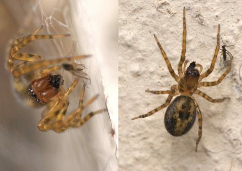 Réf. 118 141 : Amaurobius sp.