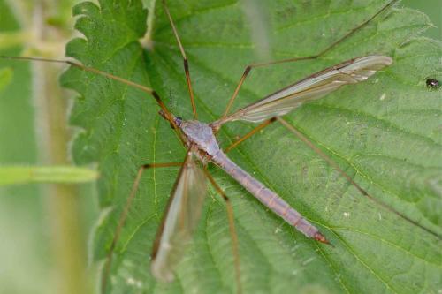 Réf. 118 306 : Tipula oleracea