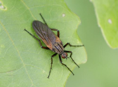 Empis tessellata