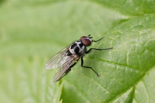Réf. 118 746 : Anthomyia procellaris