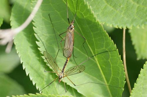 Réf. 118 741 : Nephrotoma appendiculata