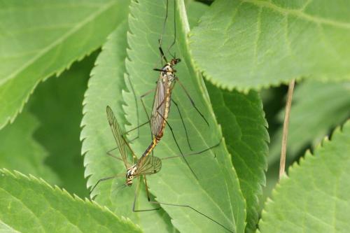 Nephrotoma appendiculata