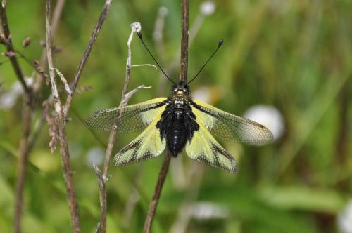 Réf. 118 949 : Libelloides coccajus