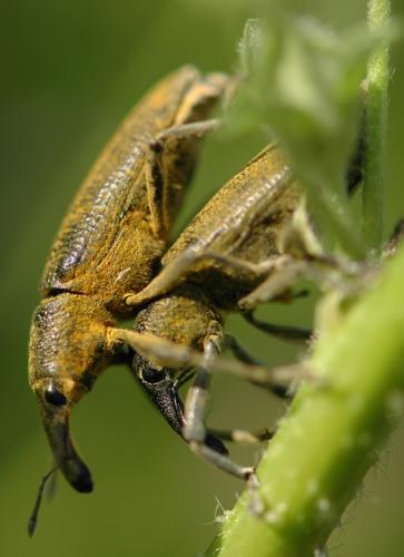 Réf. 118 495 : Lixus pulverulentus