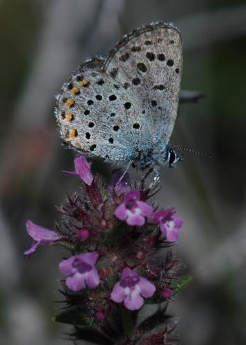 Pseudophilotes vicrama