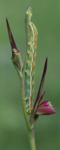 Xylena exsoleta