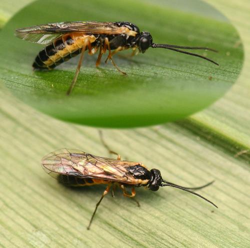 Réf. 118 779 : Tenthredopsis sp.