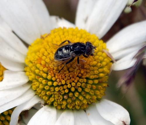 Eristalinus sp.