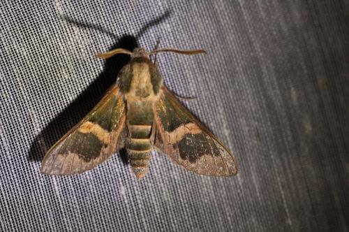 Rethera brandti
