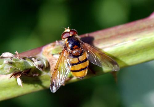 Volucella inanis