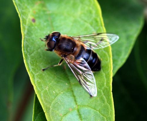 Réf. 118 550 : Eristalis similis