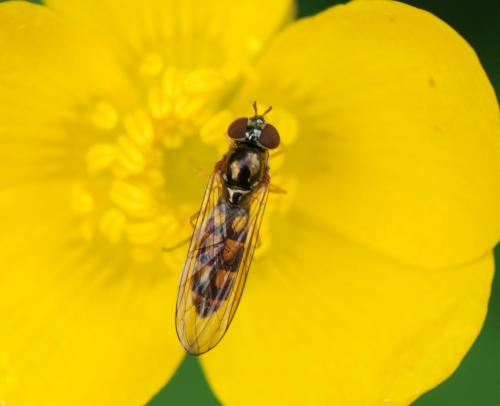 Réf. 118 331 : Melanostoma scalare