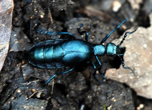 Réf. 118 181 : Meloe violaceus