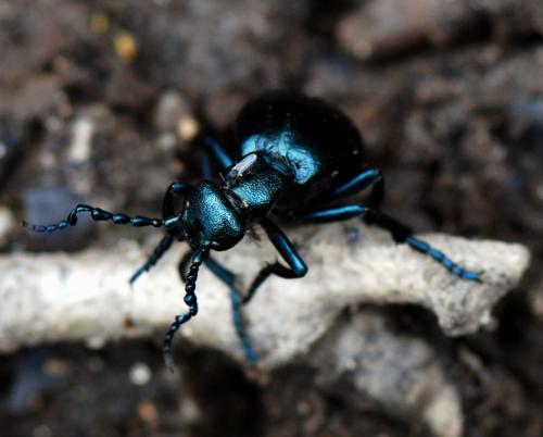 Meloe violaceus