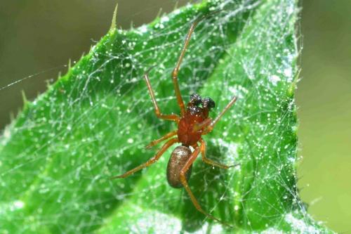 Frontinellina frutetorum