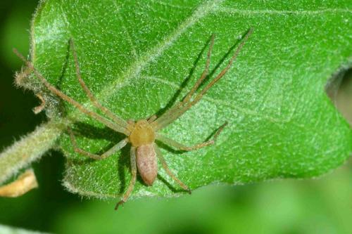 Philodromus sp.