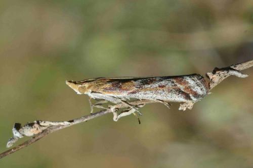 Réf. 118 121 : Ancylosis cinnamomella