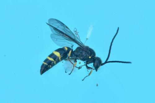 Argogorytes mystaceus