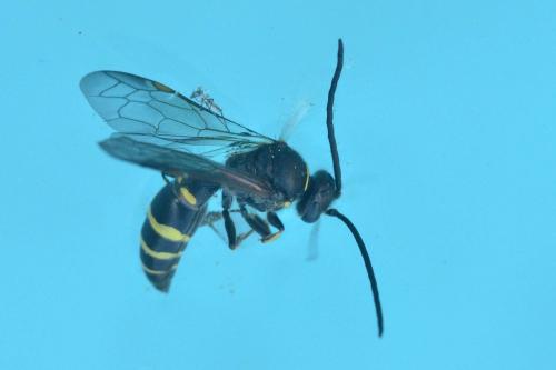 Argogorytes mystaceus