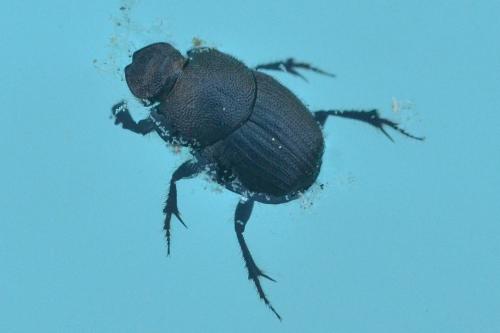 Onthophagus grossepunctatus