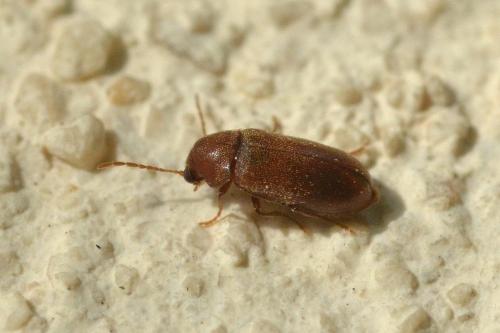 Ernobius sp.